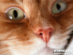 ����: ��� ����� ��������