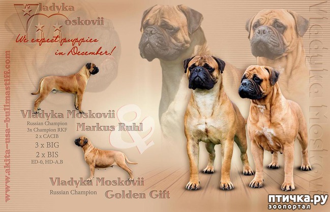  1: !   Vladyka Moskovii Blue Diamond      (   )