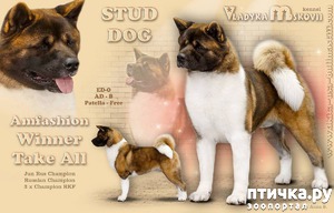 ����: �������� " ������� ��������"