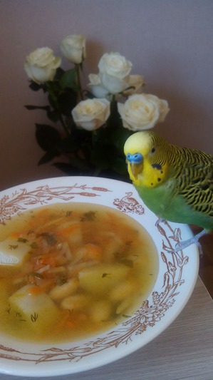 ����: ���� �����������