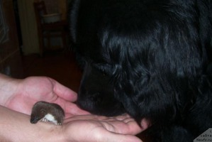 ����: ������� ���� �� ����������, ���� �� ����))