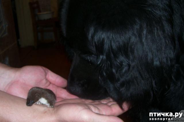 ���� 1: ������� ���� �� ����������, ���� �� ����))