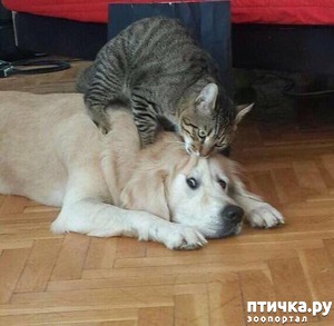 ����: ���������� ���