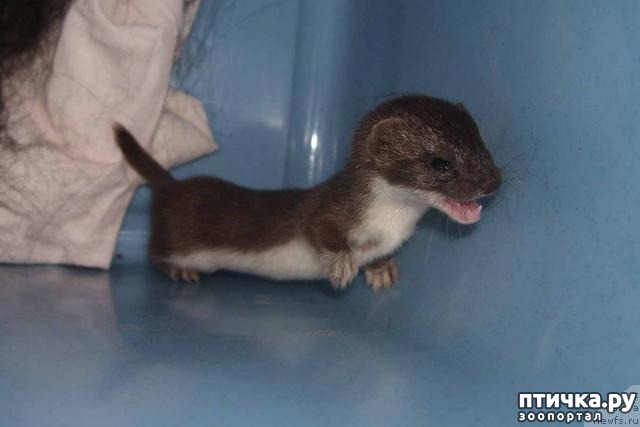 ���� 3: ������� ���� �� ����������, ���� �� ����))