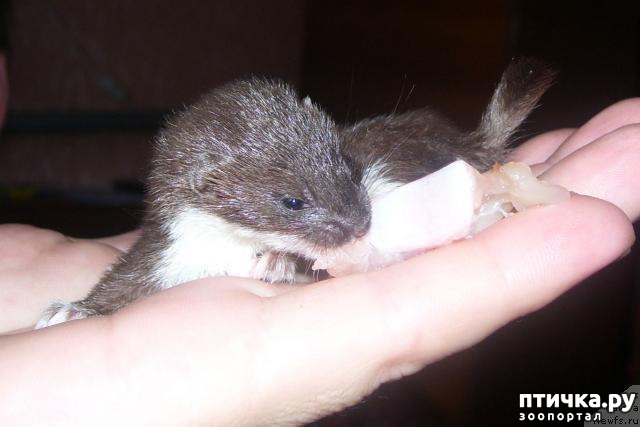 ���� 6: ������� ���� �� ����������, ���� �� ����))