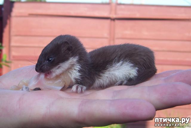 ���� 7: ������� ���� �� ����������, ���� �� ����))