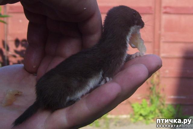 ���� 8: ������� ���� �� ����������, ���� �� ����))