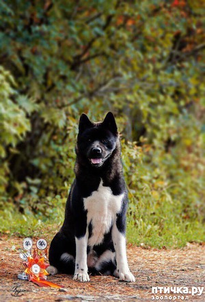 ����: ������� ������������� ������ ������������ �����.