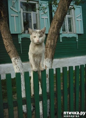 ����: ����������� �������� ����