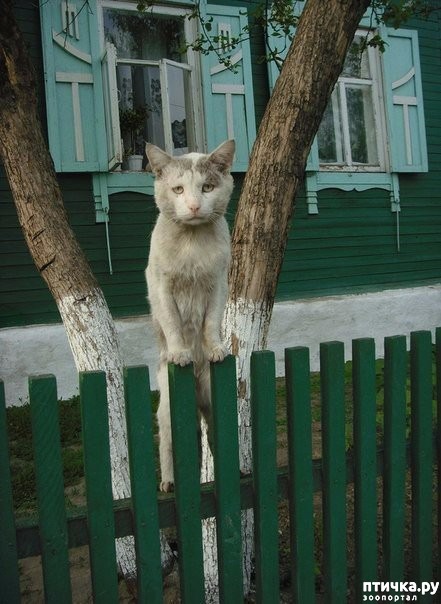 ���� 1: ����������� �������� ����