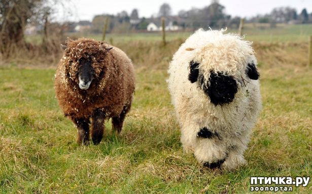 ���� 4: ���� ������, ��� ��� ������. ������ �� ���� ���� �����