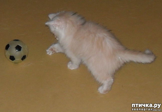 ���� 5: ������ ������. ������ �������