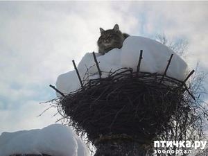 ����: ������ ������� �������...