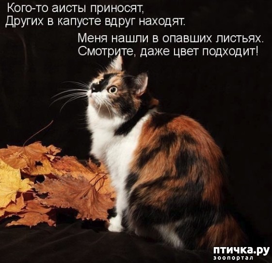 ���� 6: ������ ������� �������...