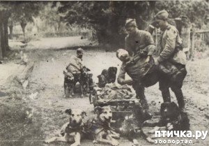 фото: О кавказской овчарке. История породы.