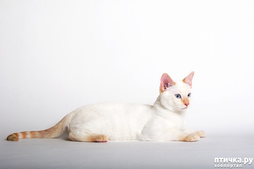 фото 1: Окрасы тайских кошек. Часть II.