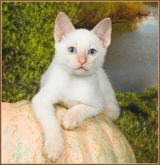 фото 3: Окрасы тайских кошек. Часть II.