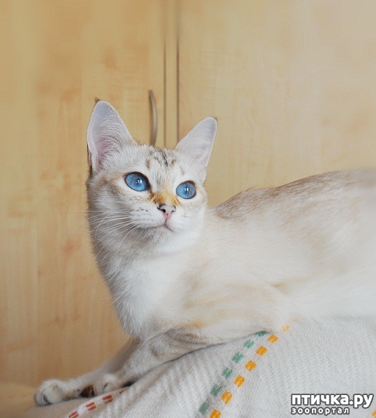 фото 4: Окрасы тайских кошек. Часть II.