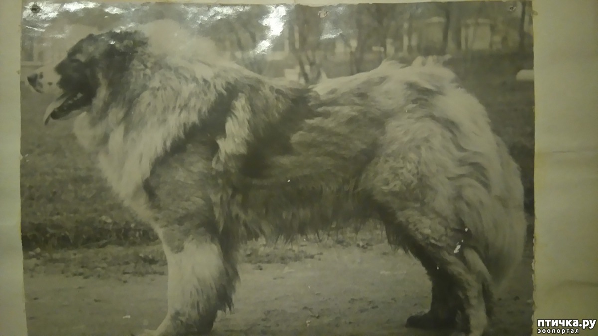 кавказская овчарка происхождение породы