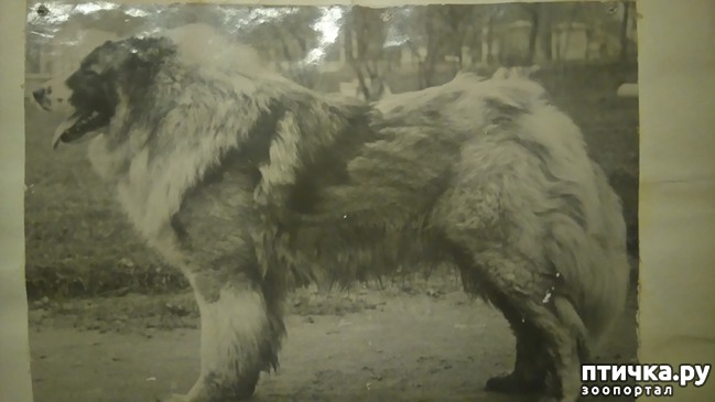 фото 2: О кавказской овчарке. История породы.