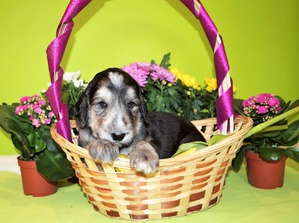 фотография: Афганы поздравляют 8 Марта фото: Афганы поздравляют 8 Марта