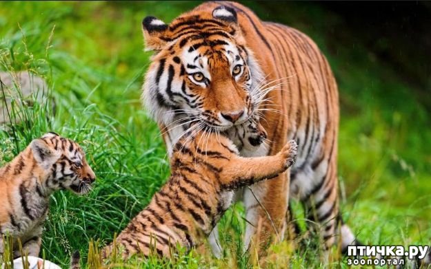 ���� 1: �� ������... ��������� �����