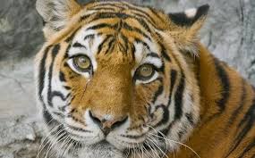 ���� 4: �� ������... ��������� �����