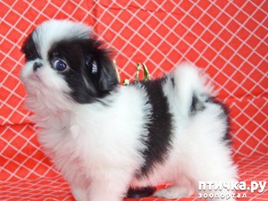 ����: ��� ������� ����� ��������� ����.