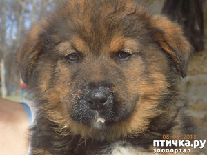 ����: ��� � �������� �� �������...