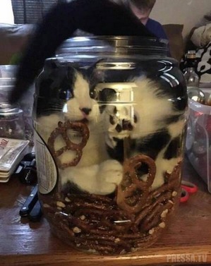 фотография: Никакого воспитания! Кошки и их чудные манеры фото: Никакого воспитания! Кошки и их чудные манеры