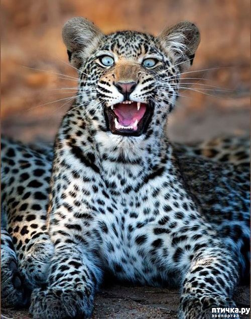 ���� 8: �� ��-�-�� ��������...