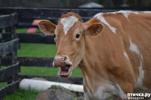 ���� 11: �� ��-�-�� ��������...