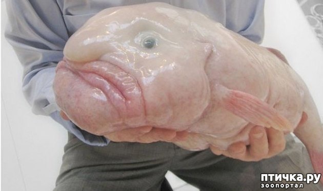 ���� 13: �� ��-�-�� ��������...