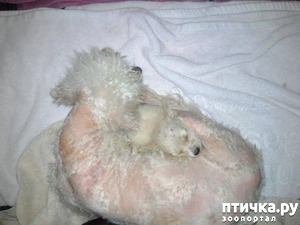 фотография: Даже опытные ветеринары не могли понять, как она все это пережила... фото: Даже опытные ветеринары не могли понять, как она все это пережила...