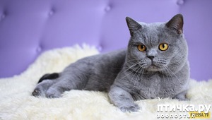 ����: ������ ��������