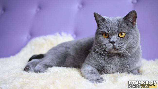 ���� 1: ������ ��������