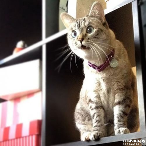 ���� 14: �� ��-�-�� ��������...