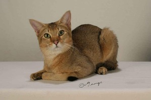 ����: ������ ����� ����� (Chausie)