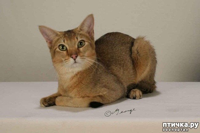 ���� 1: ������ ����� ����� (Chausie)