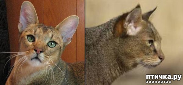 ���� 2: ������ ����� ����� (Chausie)