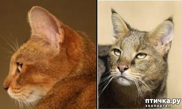 ���� 3: ������ ����� ����� (Chausie)