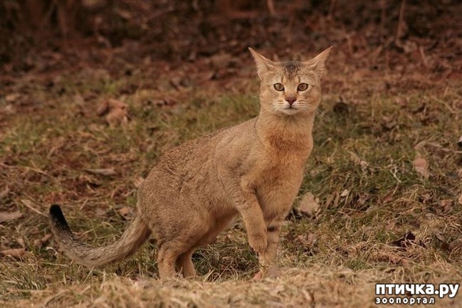 ���� 5: ������ ����� ����� (Chausie)
