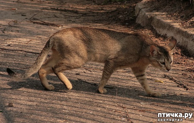 ���� 6: ������ ����� ����� (Chausie)