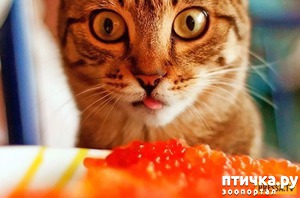 фотография: Свадебный подарок фото: Свадебный подарок