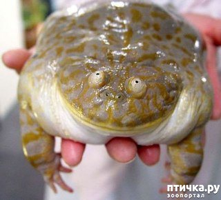 ���� 3: �� ��-�-�� ��������...