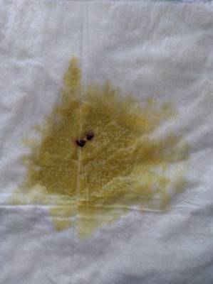 фотография: Йорк сука, на 10-12 день после вязки писает с маленькими сгустками крови. фото: Йорк сука, на 10-12 день после вязки писает с маленькими сгустками крови.