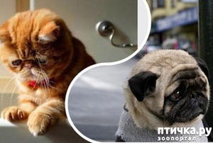 фотография: Обиделись или просто взгрустнулось... фото: Обиделись или просто взгрустнулось...