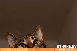 фотография: Любопытные Варвары фото: Любопытные Варвары