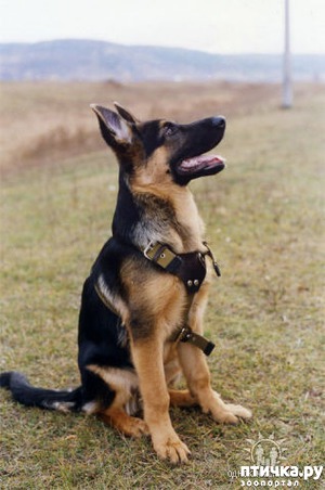 фотография: История породы, происхождение и основные качества немецкой овчарки фото: История породы, происхождение и основные качества немецкой овчарки