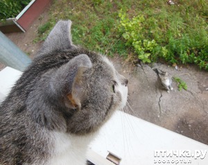 фотография: Побег фото: Побег